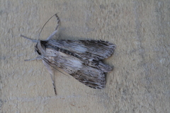 Cucullia costaricensis