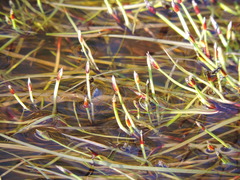 Isolepis fluitans