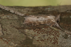 Cucullia costaricensis