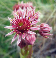 Sempervivum caucasicum