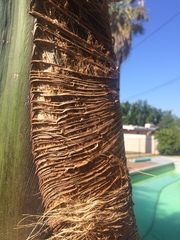 Syagrus romanzoffiana