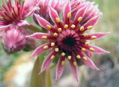 Sempervivum caucasicum