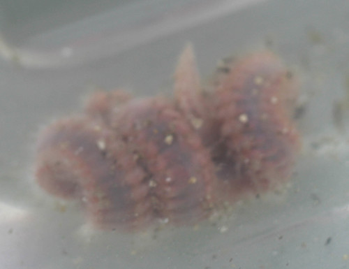 Pareurythoe californica