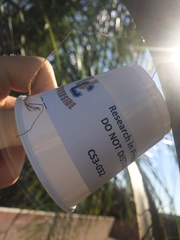 Syagrus romanzoffiana