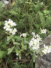 Berteroa incana