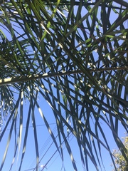 Syagrus romanzoffiana