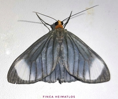 Crocypus perlucidaria