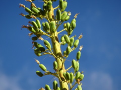 Agave utahensis kaibabensis