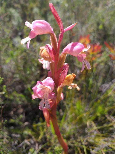 Image of Satyrium muticum by (c) kevin koen, some rights reserved (CC BY-SA)