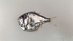 Argyropelecus olfersii