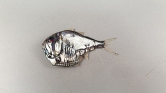 Argyropelecus olfersii