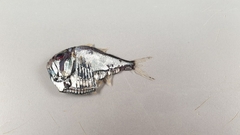 Argyropelecus olfersii