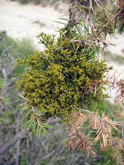 Arceuthobium oxycedri