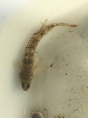 Favonigobius exquisitus