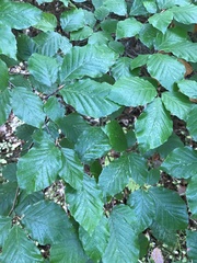 Fagus sylvatica