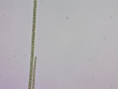 Planktothrix
