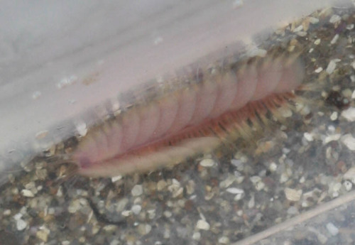 Polynoidae