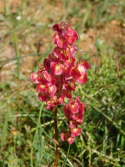 Rumex sagittatus