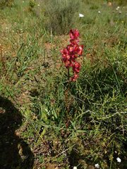 Rumex sagittatus