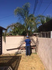 Syagrus romanzoffiana