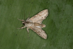 Cucullia phocylides