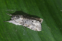 Cucullia phocylides