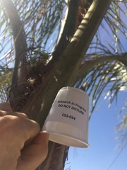 Syagrus romanzoffiana