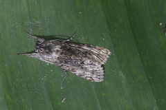 Cucullia phocylides