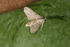 Cucullia phocylides