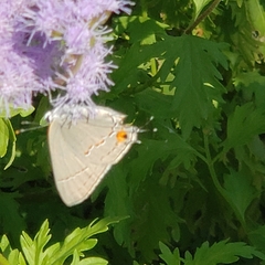 Strymon melinus