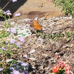 Dione vanillae