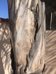 Syagrus romanzoffiana