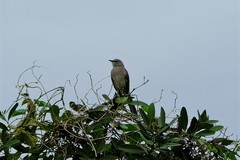 Mimus polyglottos image