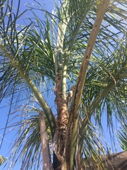 Syagrus romanzoffiana