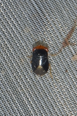 Geocoris erythrocephalus