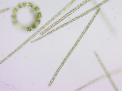 Planktothrix