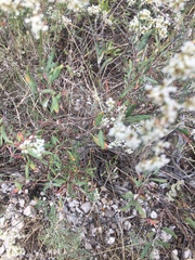 Eriogonum microtheca simpsonii