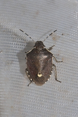 Holcostethus albipes