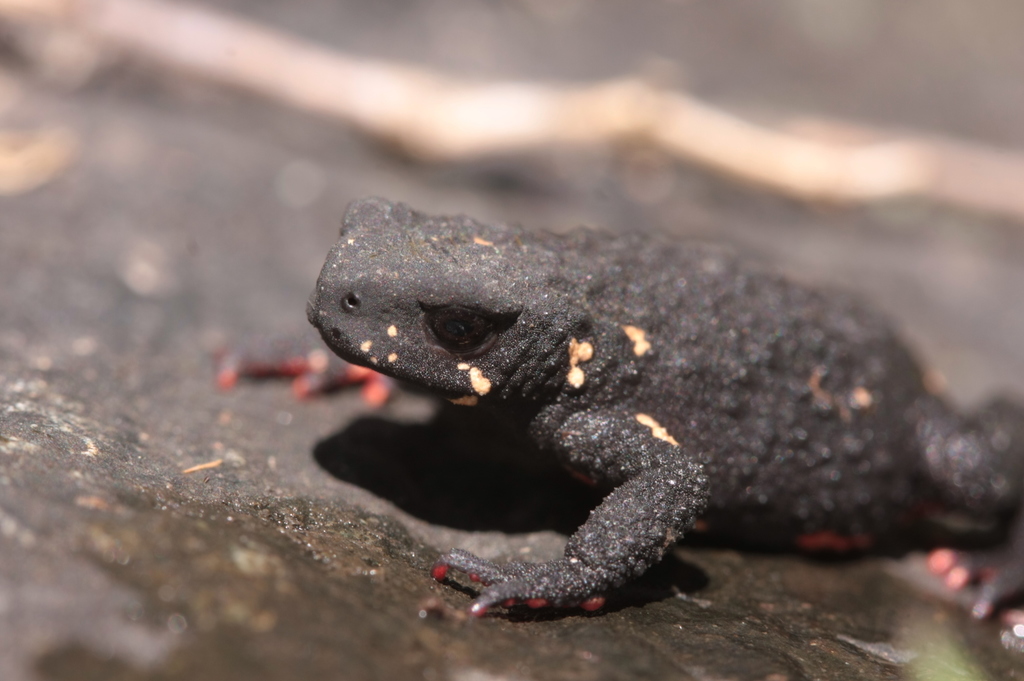 Darwin's Blackish Toad