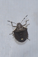 Holcostethus albipes