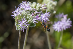 Synanthedon sapygaeformis