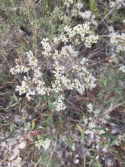 Eriogonum microtheca simpsonii