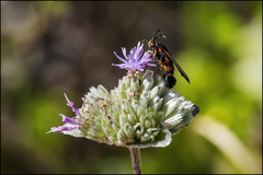 Synanthedon sapygaeformis