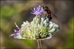 Synanthedon sapygaeformis