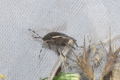 Holcostethus albipes