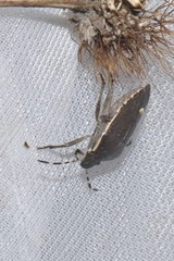 Holcostethus albipes