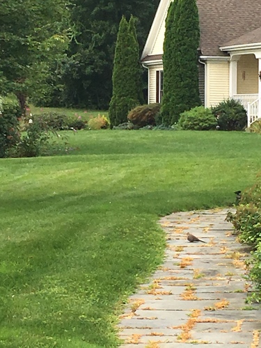 Mourning Dove photographed in Connecticut