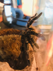 Aphonopelma seemanni