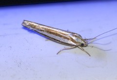 Catoryctis subparallela