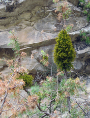 Arceuthobium oxycedri